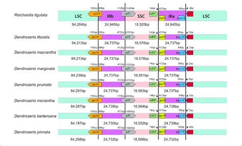 Comparison Of The Border Positions Of The Large Single Copy LSC