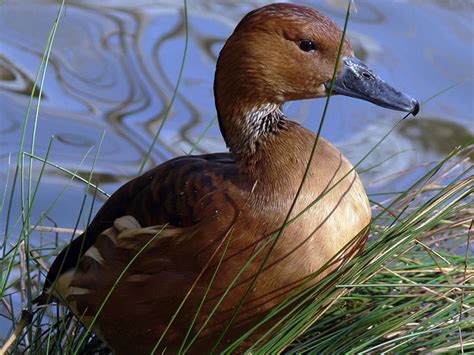 Fulvous Whistling Duck Hunting - Waterfowlers Challenge