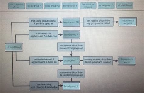 Complete The Concept Map To Describe The Abo Blood Groups And The Basis