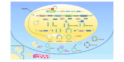 Biogenesis And Functions Of Circular Rnas Circrnas According To