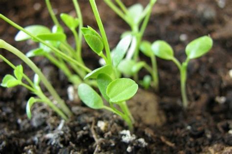 C Mo Hacer Un Repelente Insecticida Y Fungicida Casero Pot Store