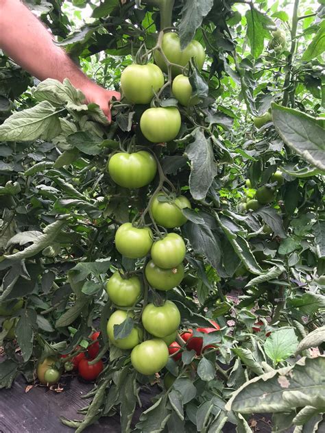 Tomato Seeds Hybrid F1 For Greenhouse China Tomato Seeds And Cucumber Seeds