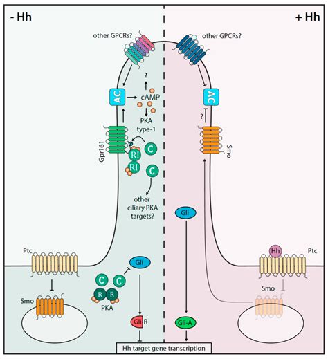 Cells Free Full Text Hedgehog And Gpr161 Regulating Camp Signaling