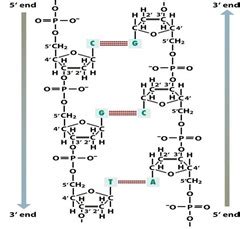 Why DNA polymerase can only work from 5' to the 3'?