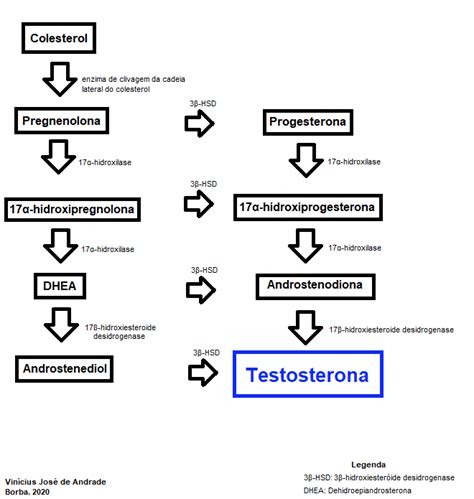 Ciclos De Testosterona Guia Completo