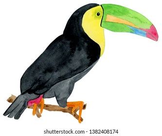 Watercolor Toucan Illustration Toucan Clipart Stock Illustration ...