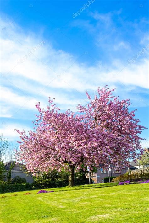 Beautiful Japanese cherry tree blossom, against blue sky, full size ...