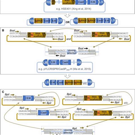 Many Toolkits Utilise Type Iis Restriction Enzymes To Assemble