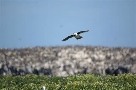 Farne Islands | 6 best free farne islands, animal, bird and united ...