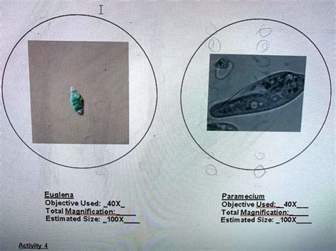 Euglena Under Microscope 40x