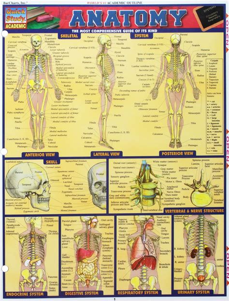 Anatomy Quick Study Academic Barcharts Inc Barcharts