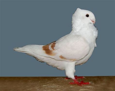 African Owl Pigeon Beautiful Birds Pigeon Breeds Pigeon Pictures