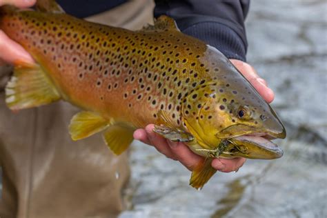 Truite Brune Poissons D Eau Douce Du Qu Bec Inaturalist