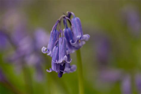 English Bluebells | HubPages