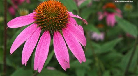 Echinacea Purpurea Purple Coneflower Medicinal Uses Charles W