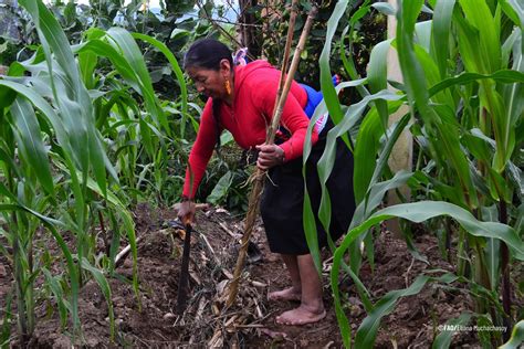 Indígenas Los Mejores Guardianes De Los Bosques En Latinoamérica Y El Caribe Fondo Para El