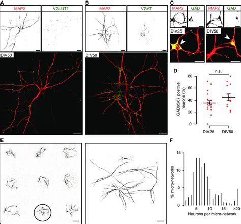 Micro Networks Of Excitatory And Inhibitory Human Ipsc Derived Neurons