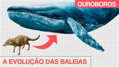 Entenda a Evolução das Baleias em 15 Minutos Como as Baleias