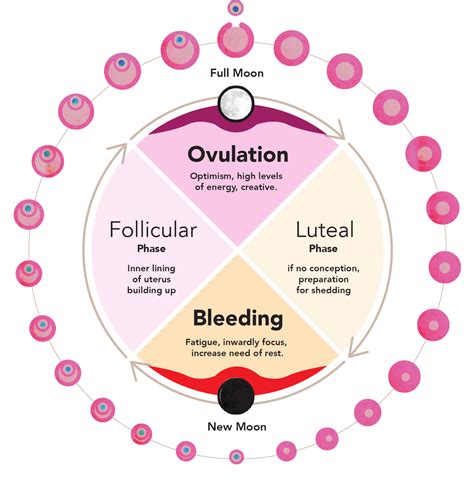 Tracking Your Cycles Emotions And Energy A Doctors Perspective