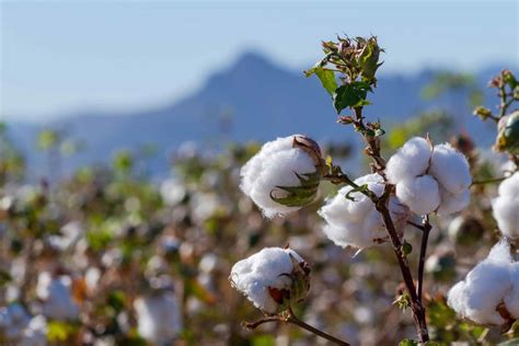 Arizona Cotton Growers Association