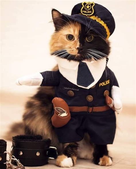 Cade Police Officer Pet Costumes Cat Training Cat Hacks