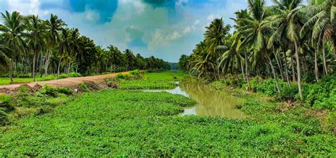 Scenic Coconut Trees Along The Godavari River In Konaseema