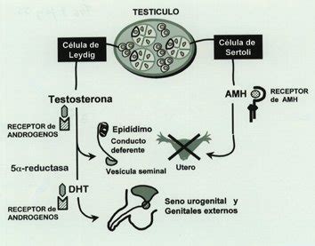 La Diferenciaci N Sexual Y Su Proceso En Los Organismos