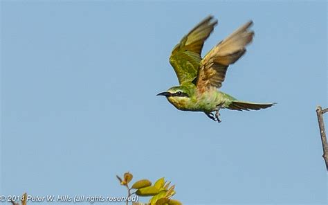 Bee Eater Green Merops Orientalis Juvenile In Flight Gambia World