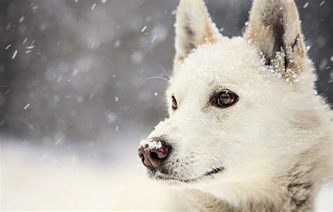 Winter Dog Snow Dog Hd Wallpaper Pxfuel