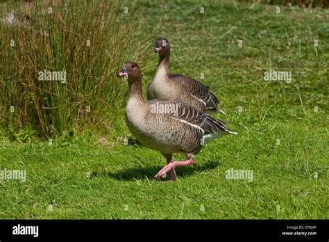 Pink-footed Goose (Anser brachyrhynchus). Walking; "goose stepping ...