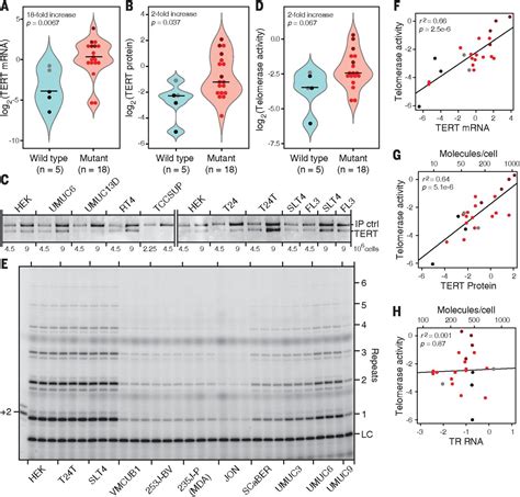 Tert Promoter Mutations And Telomerase Reactivation In Urothelial