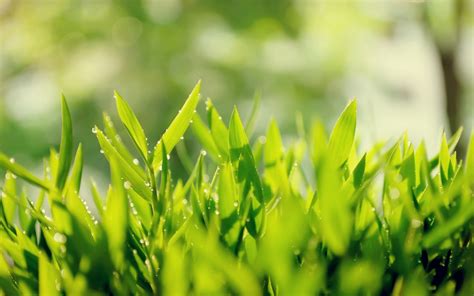 Wallpaper Sunlight Leaves Nature Plants Field Water Drops