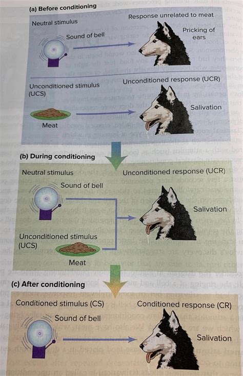 Module 15 Classical Conditioning Diagram | Quizlet