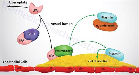 mechanism of tPA activation of plasmin and fibrin clot dissolution | Biochemistry, Pharmacology ...