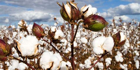 Experts oppose genetically modified cotton over safety | Nation