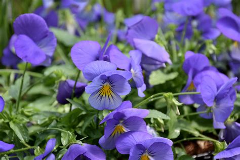 Cool Wave Blue Skies Pansy Viola X Wittrockiana Pas1077345 In