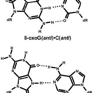 Structures Of The Oxog C And Oxog A Base Pairs The Anti And