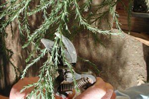 Pruning | Giant Sequoia Nursery