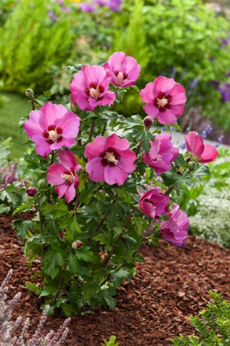Hibiscus Syriacus Pink Giant Kluit 60 80 Cm