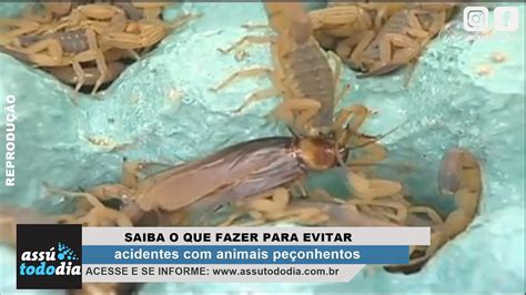 Saiba como evitar acidentes escorpiões e outros animais venenosos