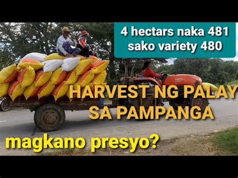 Harvest Ng Palay Sa Pampanga Magkano Presyo Ng Palay YouTube