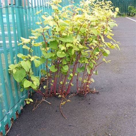 Japanese Knotweed By Vanessa Chakour