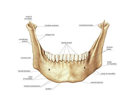 Mandible Bone Labeled