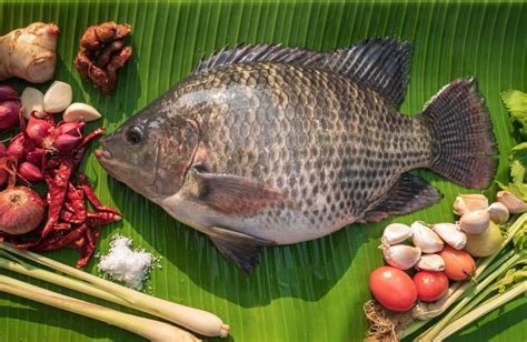 Is Tilapia A Real Fish? (Explained)