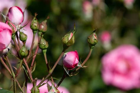 How to Grow and Care for Rose Bushes