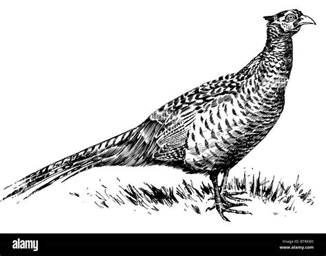 Line Drawing Of Pheasant Stock Photo 32482141 Alamy