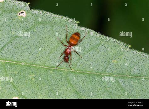 False Honeypot Ant Hi Res Stock Photography And Images Alamy