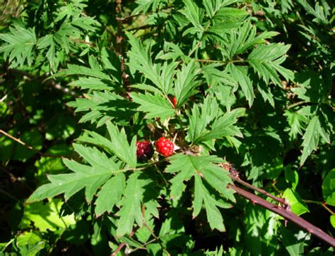 Washington State Noxious Weed Control Board