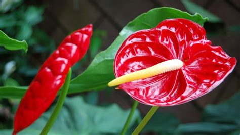 Rosen Im Topf Pflanzen Und Berwintern Ndr De Ratgeber Garten