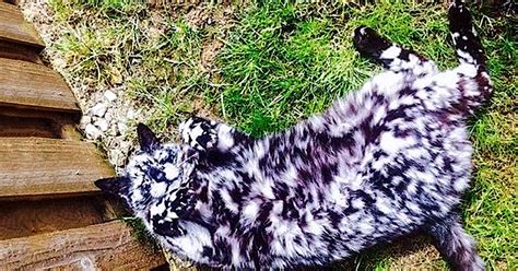 15 Cat Fur Patterns That Seem Too Crazy To Be Real